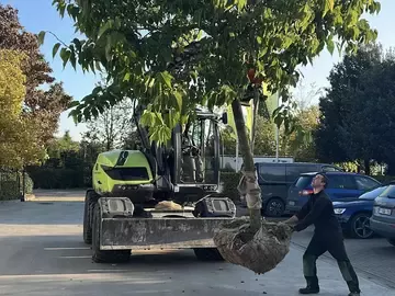 Tuinen brouckaert Waarom boomverplanting steeds belangrijker wordt